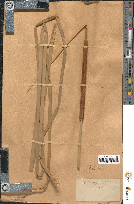 spécimen de Typha angustifolia