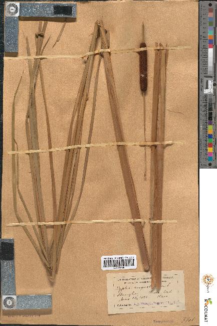 spécimen de Typha angustifolia