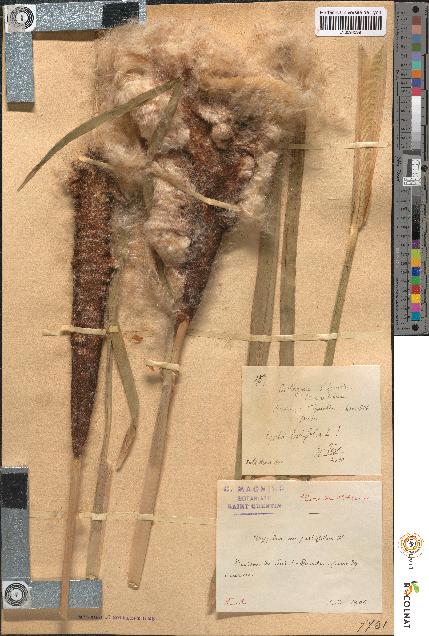 spécimen de Typha angustifolia