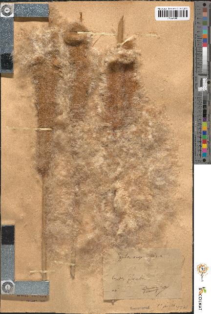 spécimen de Typha angustifolia