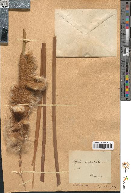 spécimen de Typha angustifolia