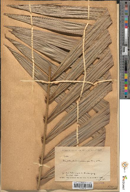 spécimen de Phytelephas macrocarpa