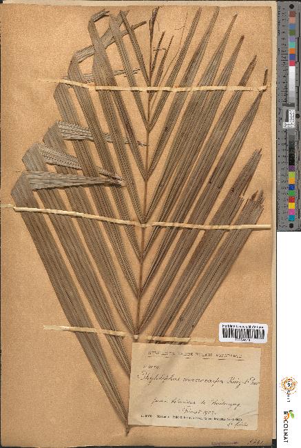 spécimen de Phytelephas macrocarpa