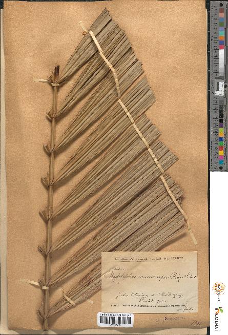 spécimen de Phytelephas macrocarpa
