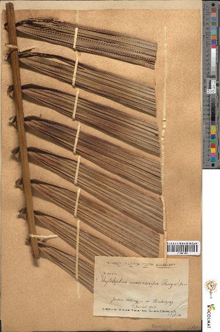 spécimen de Phytelephas macrocarpa