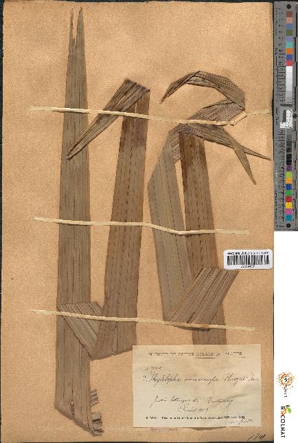 spécimen de Phytelephas macrocarpa