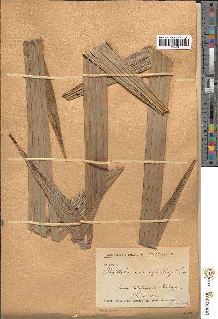 spécimen de Phytelephas macrocarpa