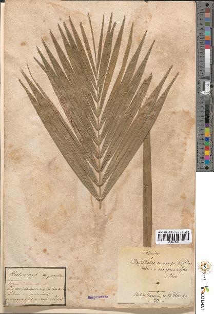 spécimen de Phytelephas macrocarpa