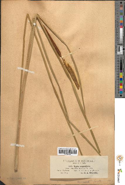 spécimen de Typha angustifolia