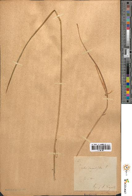 spécimen de Typha angustifolia
