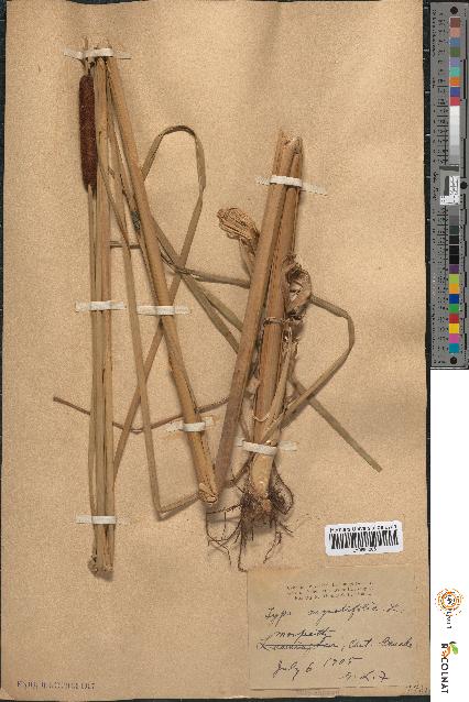 spécimen de Typha angustifolia