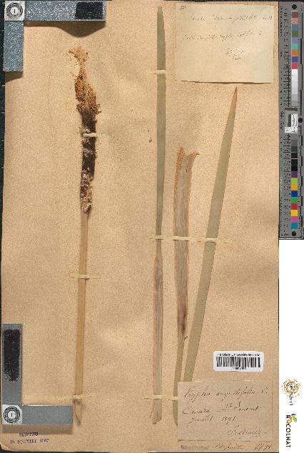 spécimen de Typha angustifolia