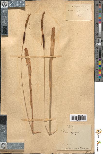 spécimen de Typha angustifolia