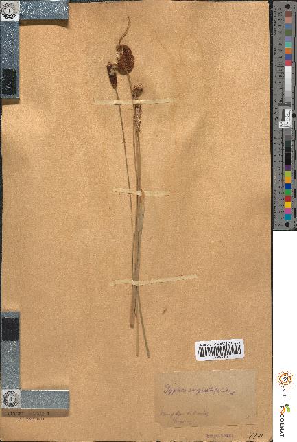 spécimen de Typha angustifolia
