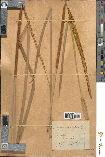 spécimen de Typha angustifolia