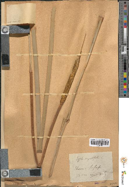 spécimen de Typha angustifolia