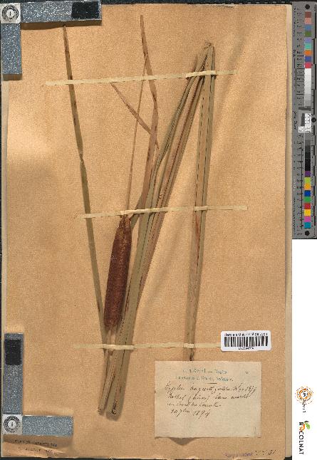 spécimen de Typha angustifolia