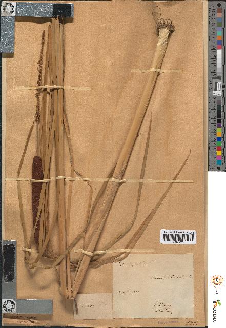 spécimen de Typha angustifolia