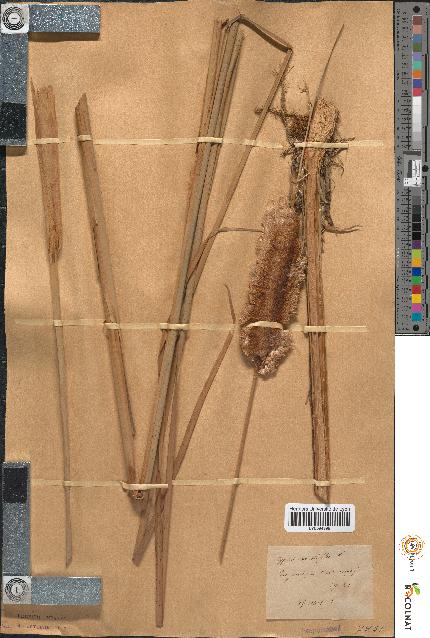 spécimen de Typha angustifolia