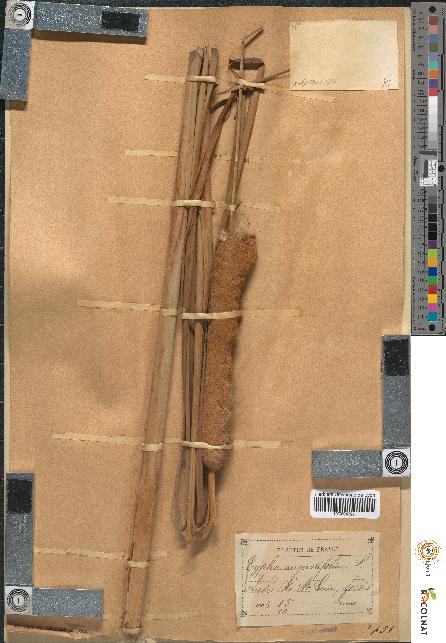 spécimen de Typha angustifolia