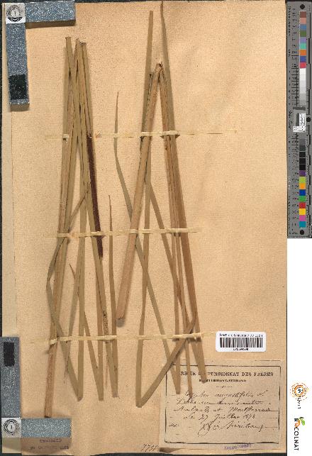 spécimen de Typha angustifolia