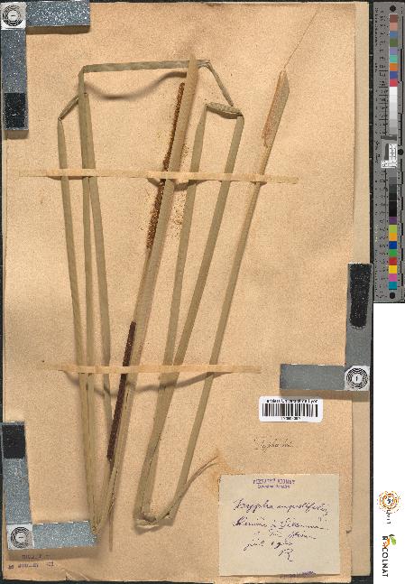 spécimen de Typha angustifolia