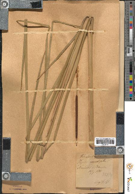 spécimen de Typha angustifolia