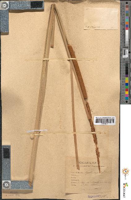 spécimen de Typha angustifolia