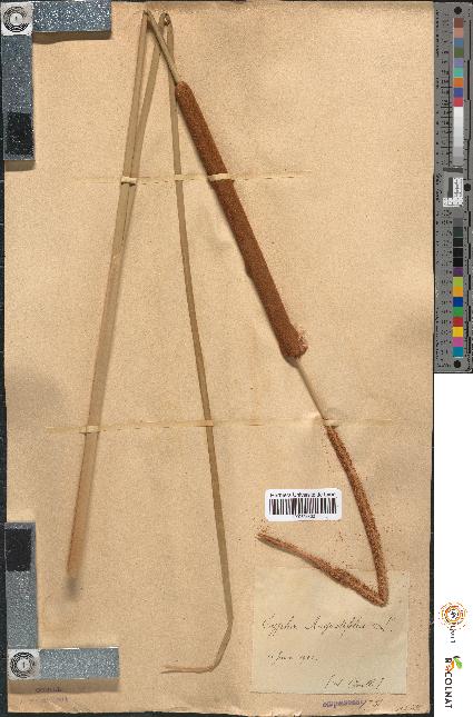 spécimen de Typha angustifolia
