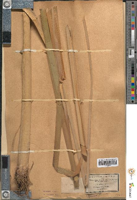 spécimen de Typha angustifolia