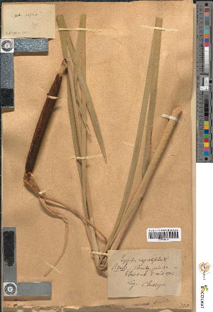 spécimen de Typha angustifolia