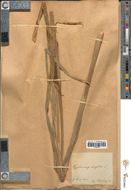 spécimen de Typha angustifolia