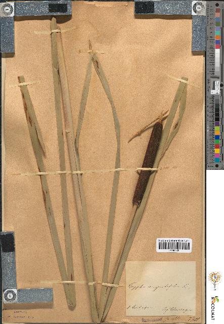 spécimen de Typha angustifolia