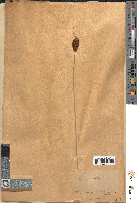 spécimen de Typha angustifolia