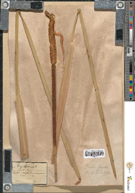 spécimen de Typha angustifolia