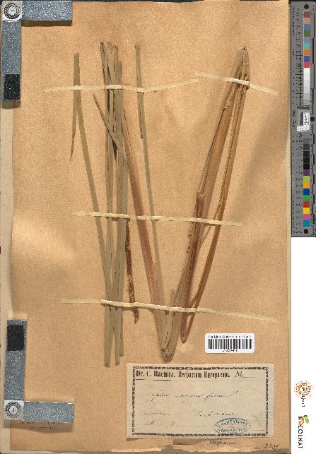 spécimen de Typha angustifolia