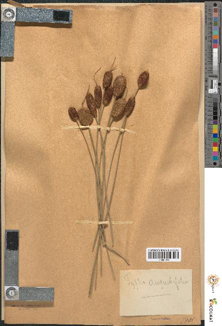 spécimen de Typha angustifolia