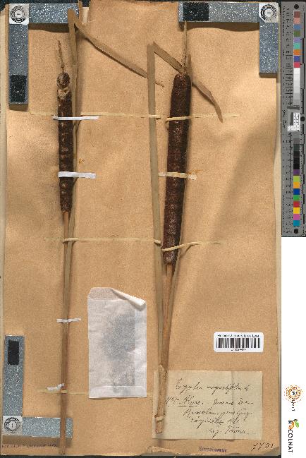 spécimen de Typha angustifolia