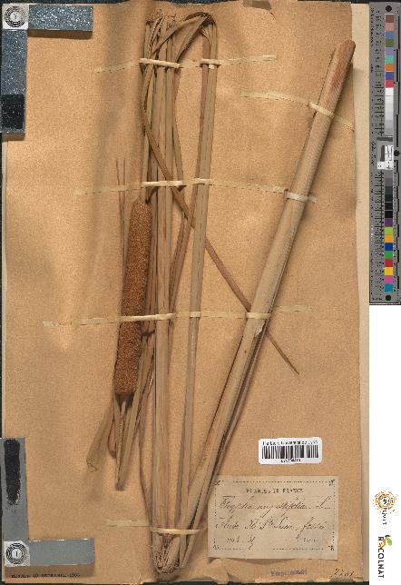 spécimen de Typha angustifolia
