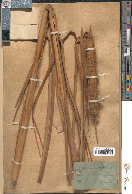 spécimen de Typha angustifolia