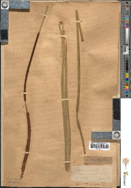 spécimen de Typha angustifolia