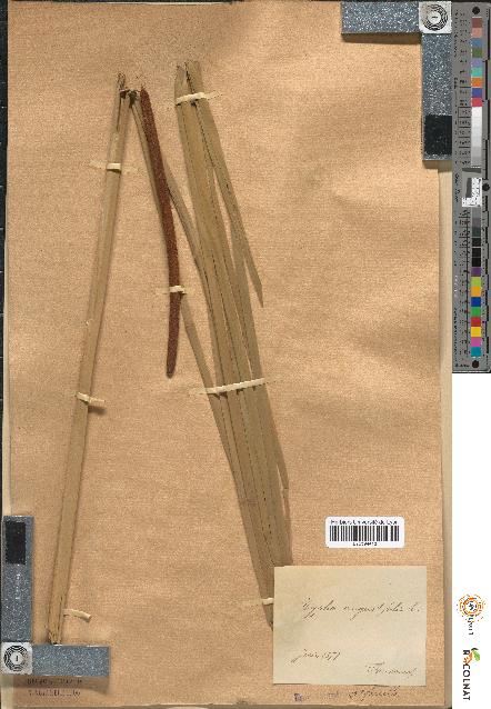 spécimen de Typha angustifolia
