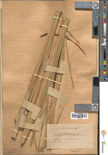 spécimen de Typha angustifolia