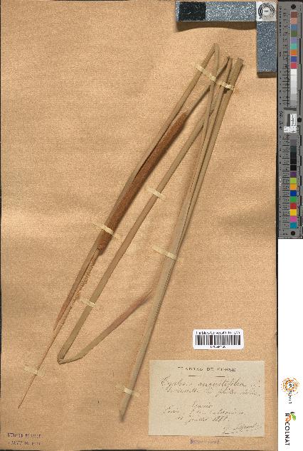 spécimen de Typha angustifolia