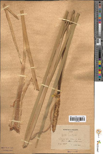 spécimen de Typha angustifolia