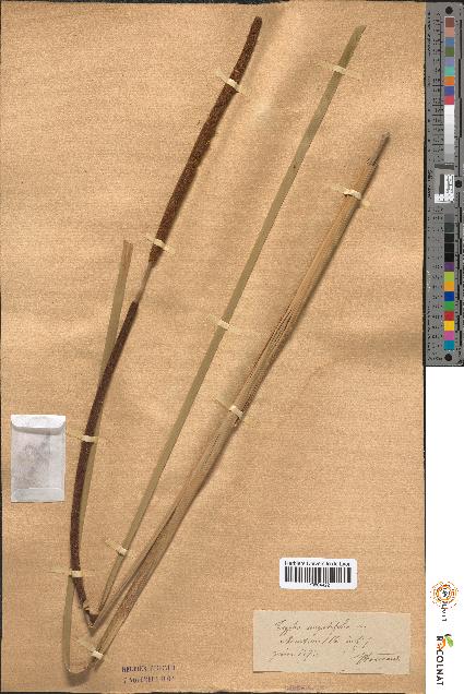 spécimen de Typha angustifolia
