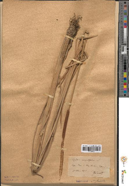 spécimen de Typha angustifolia