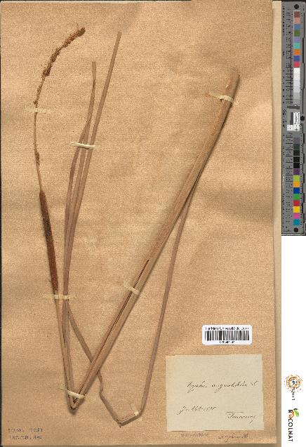 spécimen de Typha angustifolia