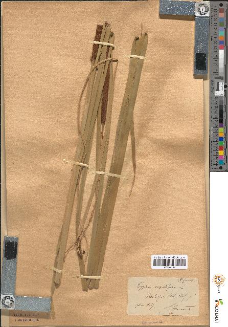 spécimen de Typha angustifolia