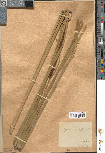 spécimen de Typha angustifolia